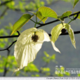 中國鴿子花 中國鴿子花