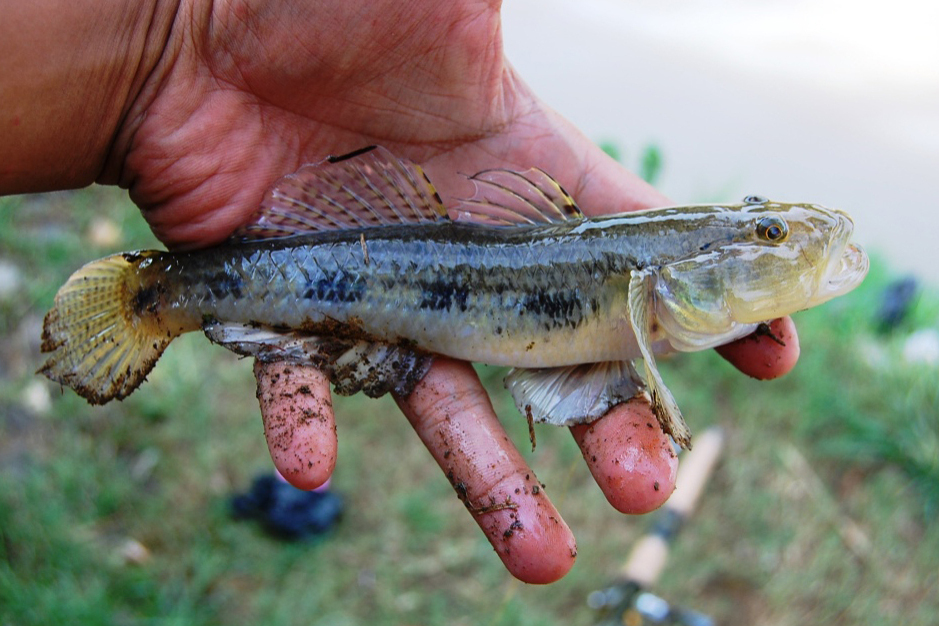 舌鰕虎魚 舌鰕虎魚