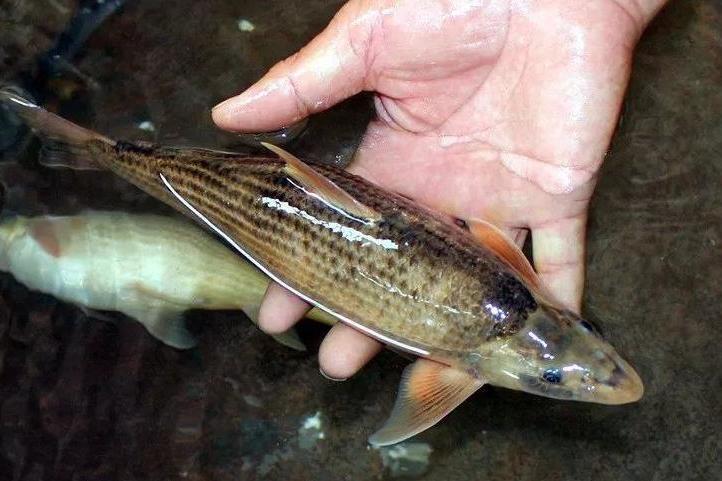 銅魚屬 銅魚屬