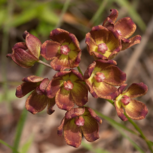 Glossostelma carsonii
