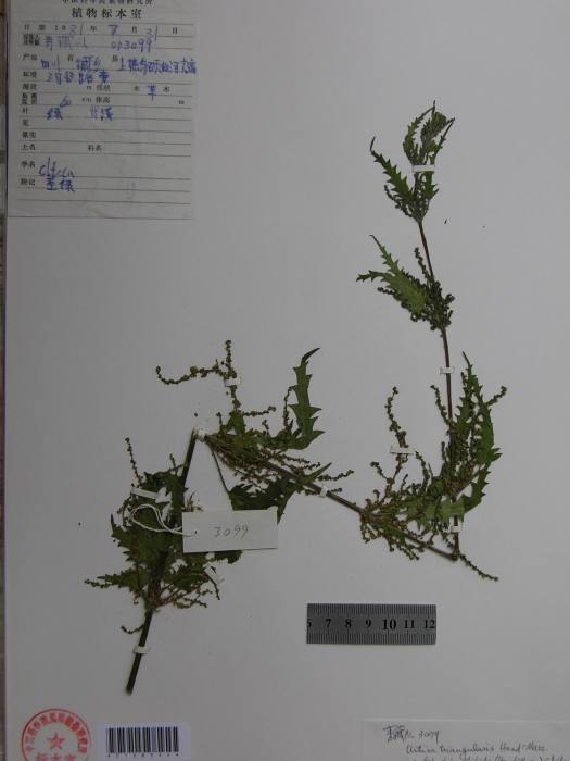 羽裂蕁麻 羽裂蕁麻