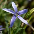 彩星花 彩星花