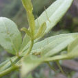 入地金牛(植物) 入地金牛(植物)