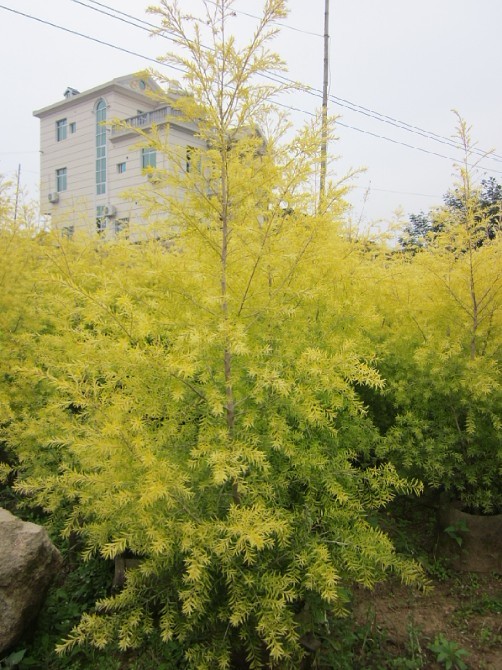 黃金寶樹