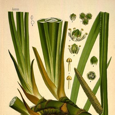 菖蒲