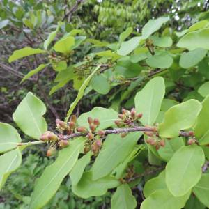 Erythroxylum barbatum