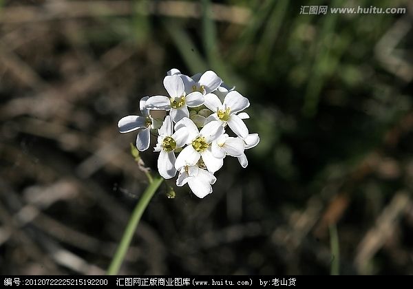 燥原薺屬 燥原薺屬