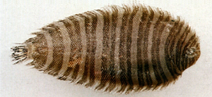 纓鱗條鰨