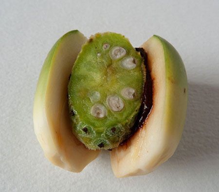 元江檳榔 元江檳榔