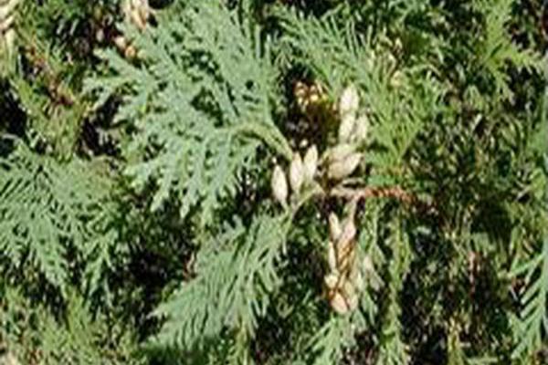 Thuja occidentalis \x27Nigra\x27