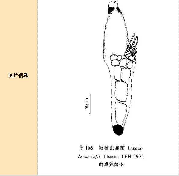 短枝蟲囊菌 短枝蟲囊菌
