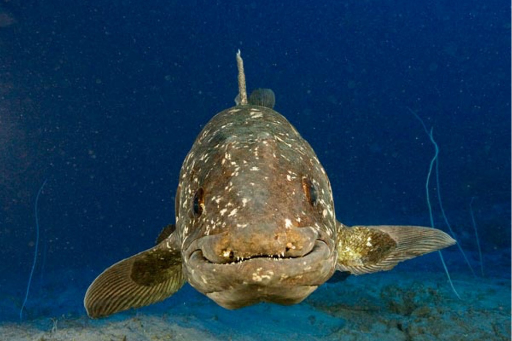 腔蝠魚屬 腔蝠魚屬