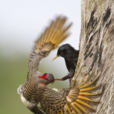 鳩占鵲巢(成語解釋) 鳩占鵲巢(成語解釋)