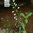 腺藥珍珠菜 腺藥珍珠菜
