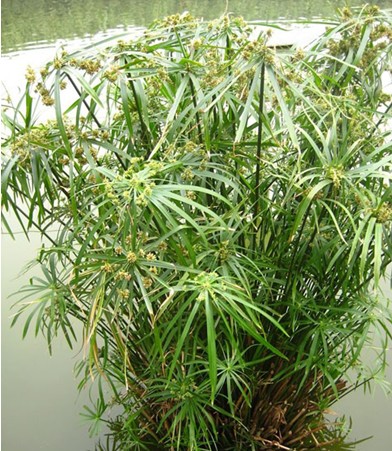 美麗的水棕竹