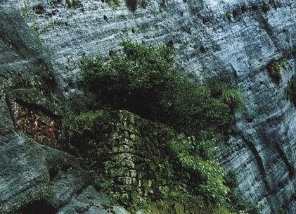 生長在岩石上的大紅袍茶樹