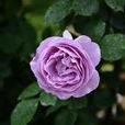 紫玫瑰(花卉品種)