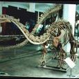 成都理工大學恐龍數字博物館