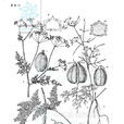 細裂芹 細裂芹