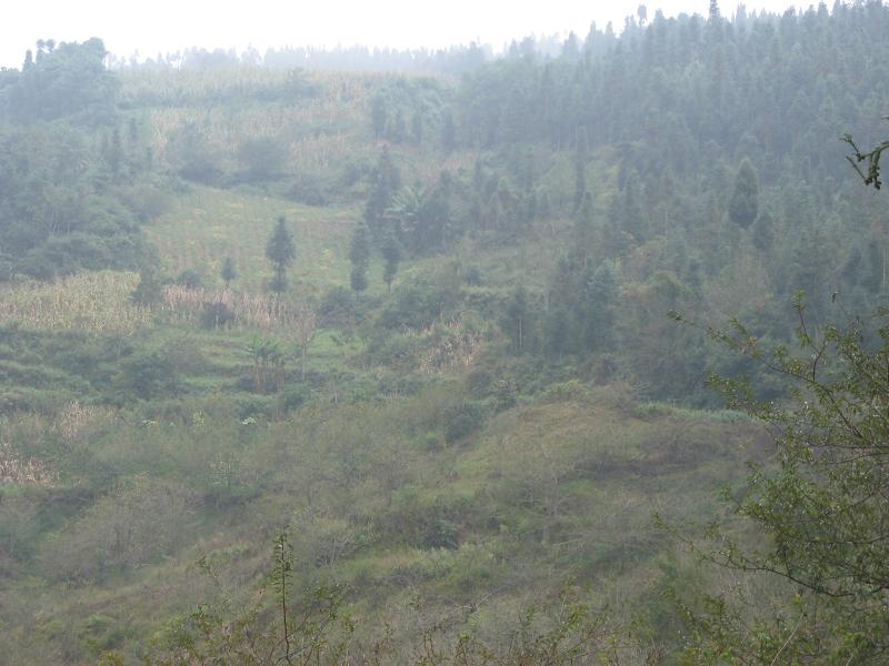 綠子箐村-林地資源