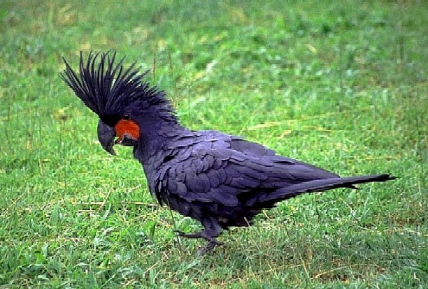 黑鳳頭鸚鵡屬