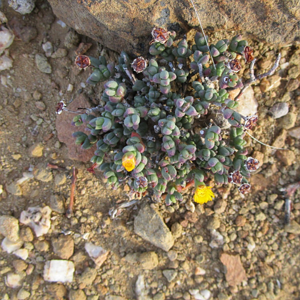 Rhinephyllum luteum