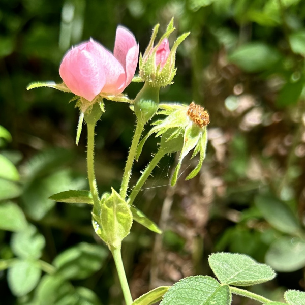Rosa tomentosa