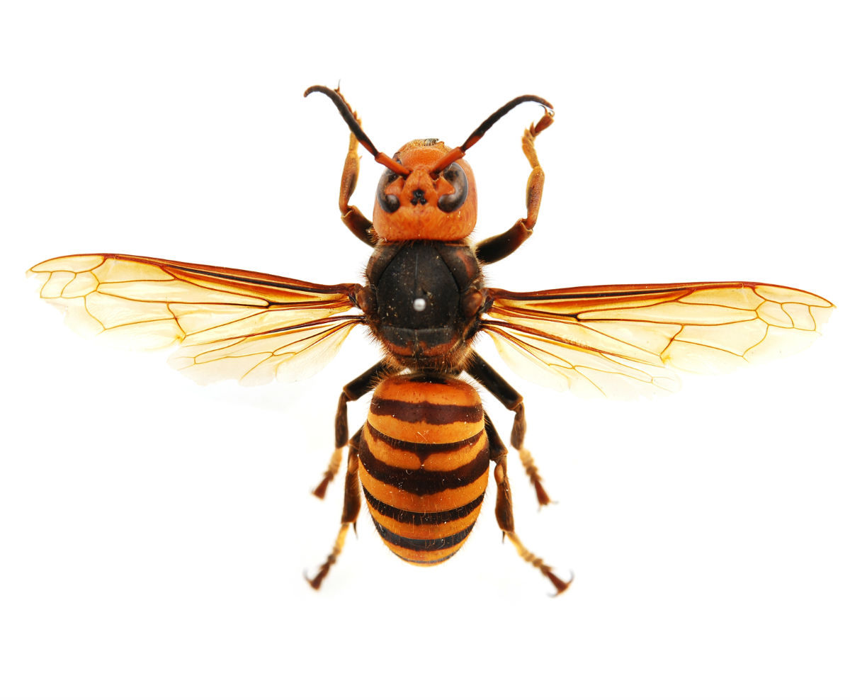 金環胡蜂(台灣大虎頭蜂)