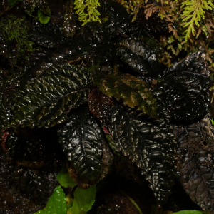 Gasteranthus atratus