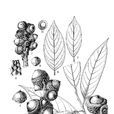 向陽柯 向陽柯