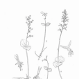 淺裂對葉蘭 淺裂對葉蘭