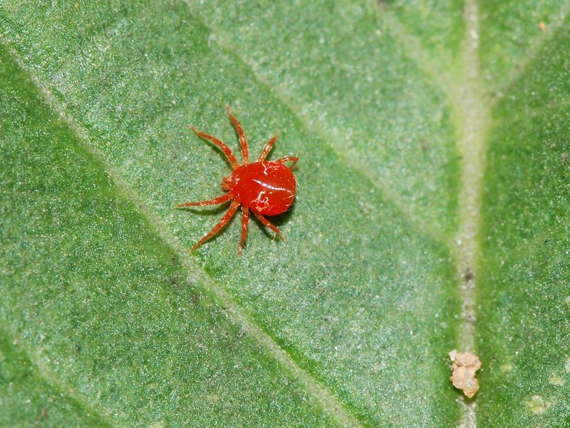 紅蜘蛛