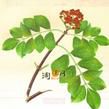 插茱萸 插茱萸