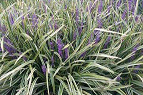 Liriope muscari \x27Variegata\x27 Liriope muscari \x27Variegata\x27