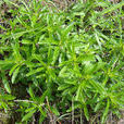 小山茶 小山茶