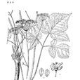 菱葉茴芹 菱葉茴芹