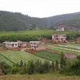 花箐村(雲南省富民縣散旦鄉下轄村)