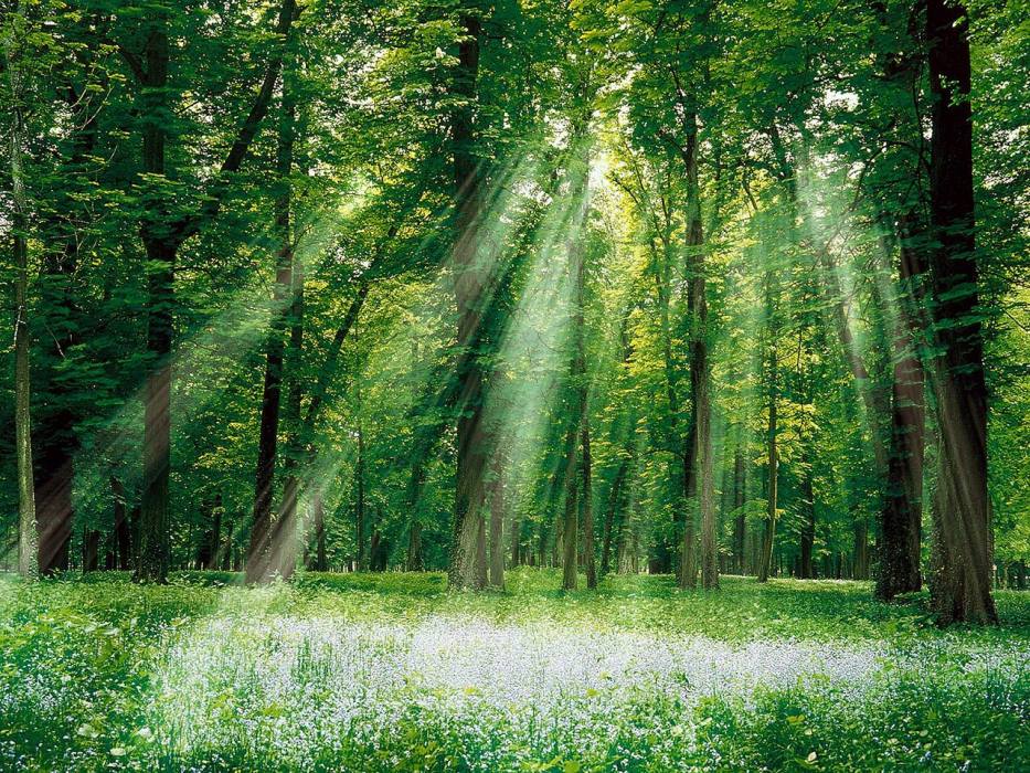 叢林背景 叢林背景