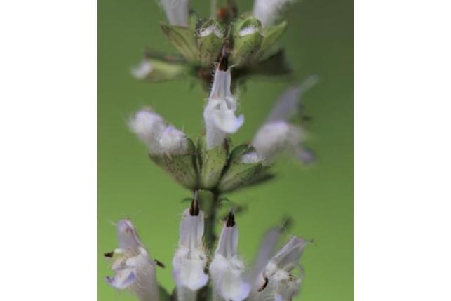 Ajuga reptans \x27Braunherz\x27 Ajuga reptans \x27Braunherz\x27
