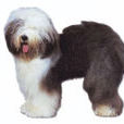 截尾犬 截尾犬