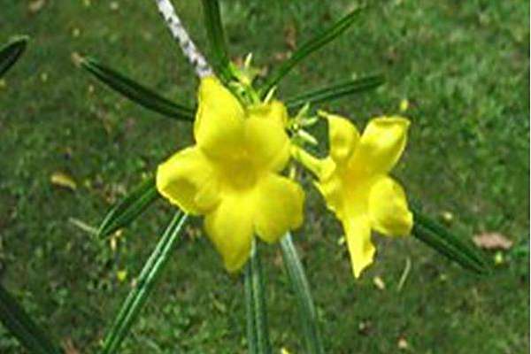 Cascabela thevetioides