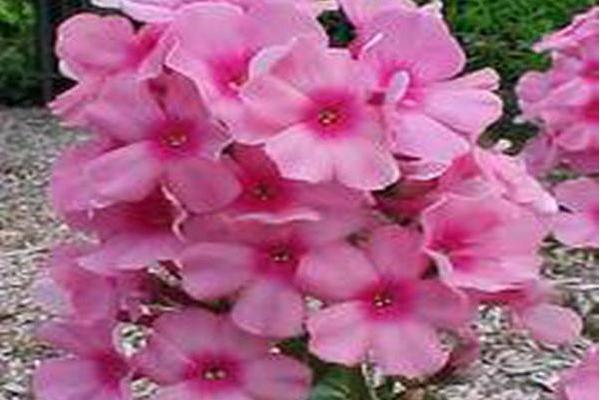 Phlox paniculata \x27Bartwelve\x27 PINK FLAME