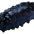 黑乳海參