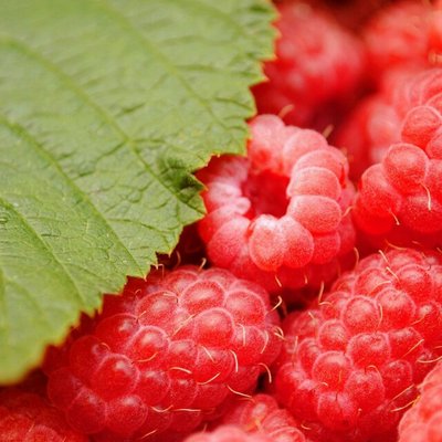 尚志紅樹莓