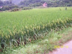 上盧鎮水稻田