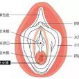 處女膜(陰道外口周圍的皺襞薄膜。)