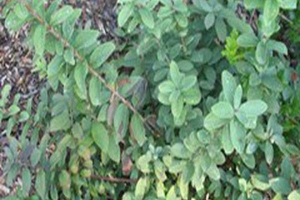 Lonicera caerulea \x27Blue Moon\x27