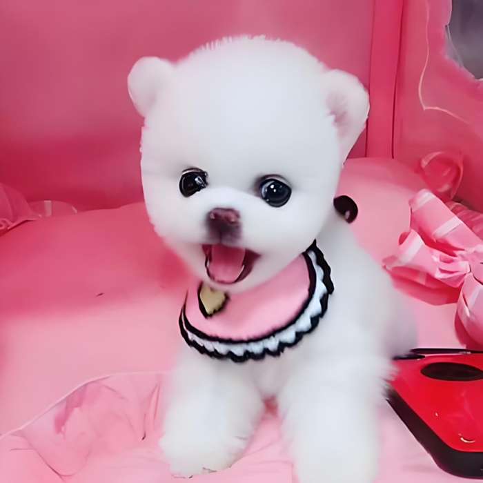 豆丁萌寵* 豆丁萌寵*