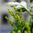 珠蘭(植物) 珠蘭(植物)