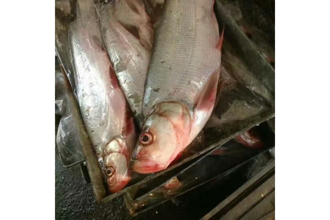 擬白魚屬 擬白魚屬